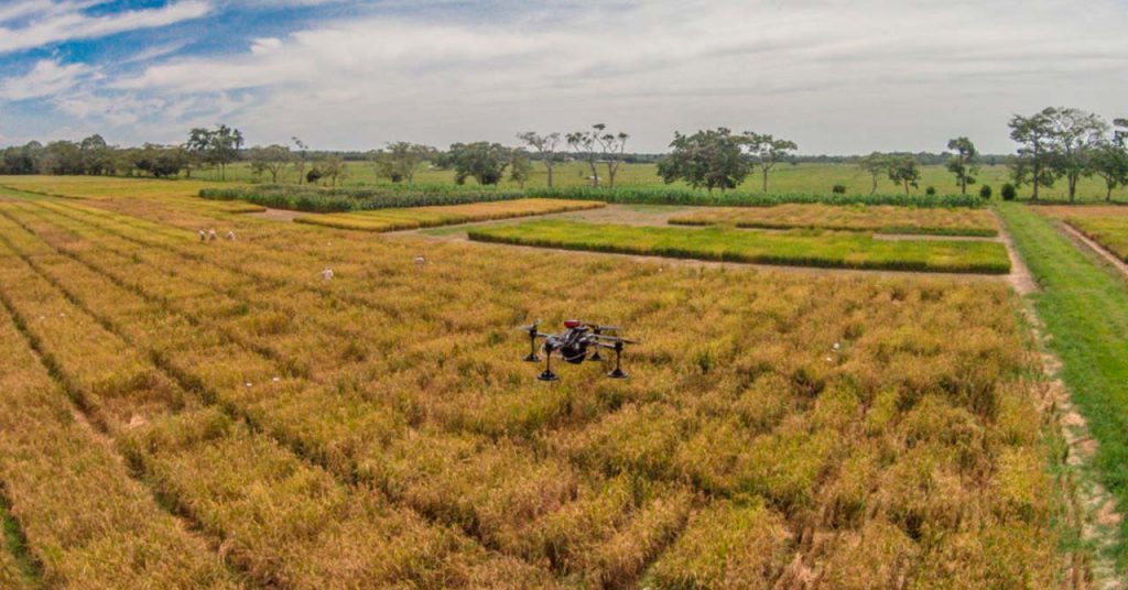 https://www.javeriana.edu.co/pesquisa/controlar-los-cultivos-de-arroz-y-su-productividad-mejor-desde-el-aire/