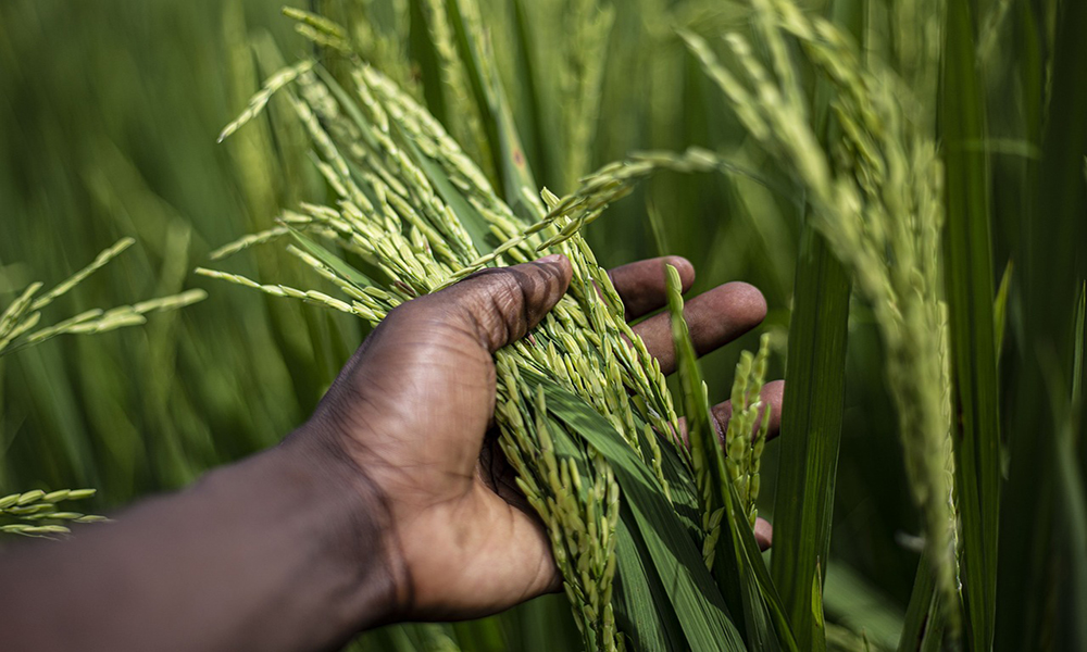 Bioinformática para la identificación de genes y rutas metabólicas tolerantes al estrés por Aluminio en plantas de arroz