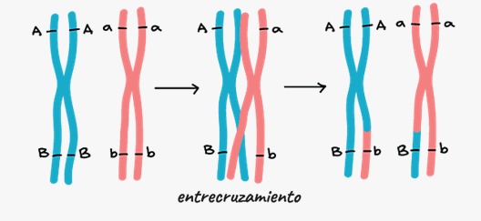 Predicción de la recombinación cromosómica a partir de genomas parentales