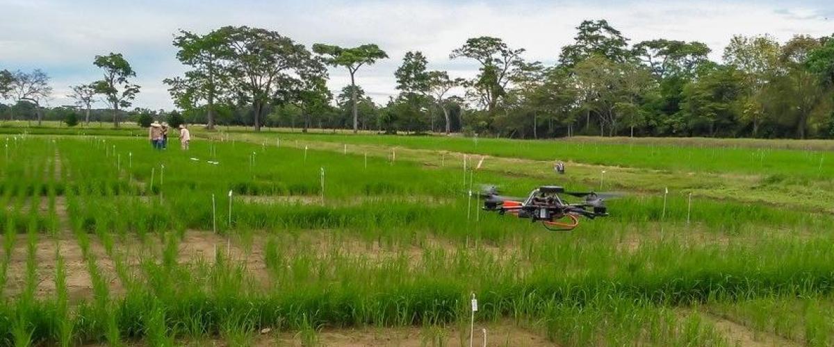 Drones para una mejor producción agrícola