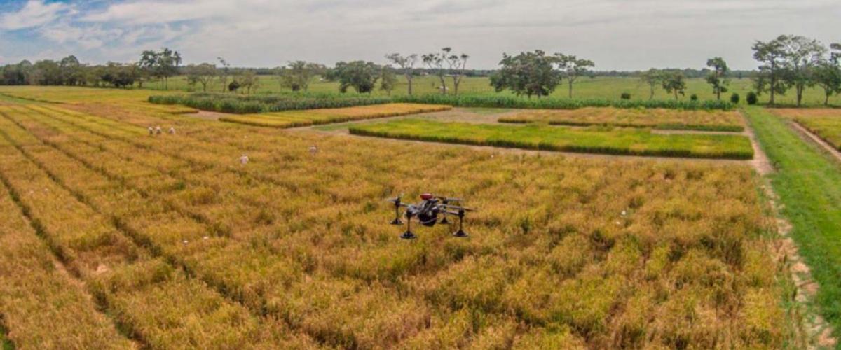https://www.javeriana.edu.co/pesquisa/controlar-los-cultivos-de-arroz-y-su-productividad-mejor-desde-el-aire/