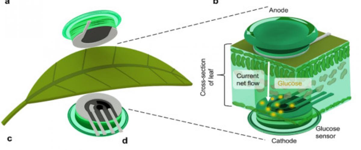 Sensor Magnético