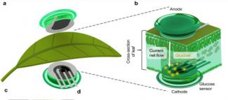 Sensor Magnético